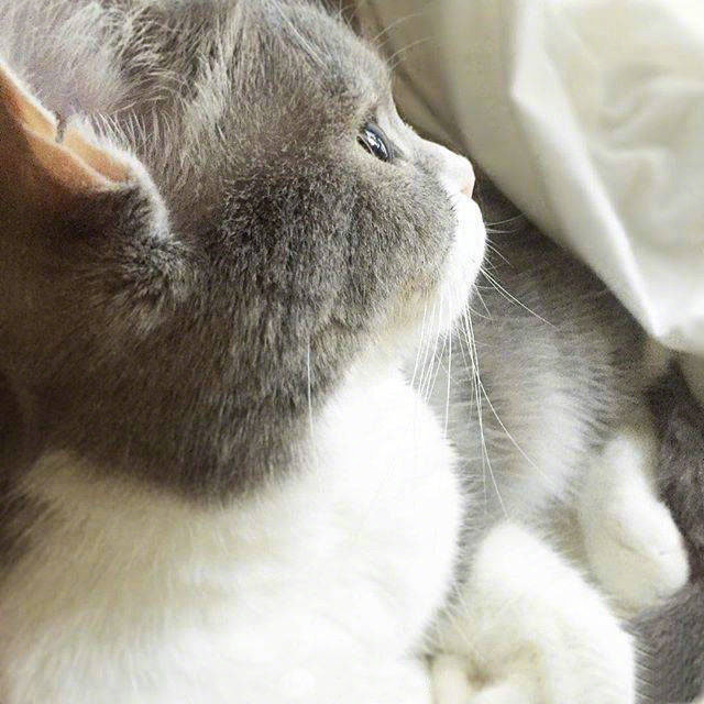 猫真是拥有世上最萌的侧脸