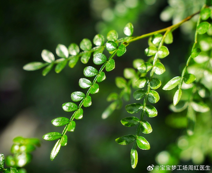 国家植物园南园温室里的叶子,灵性十足