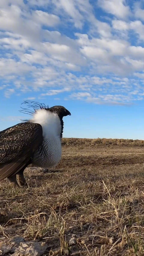 早上好 每天认识一种神奇动物,看看这只有浮夸胸肌的艾草松鸡