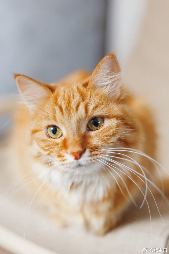 中国 | 猫咪这么可爱,为什么十二生肖没有它?