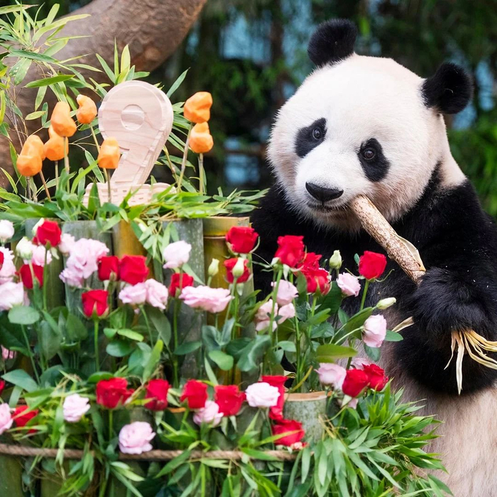 今天是旅韩大熊猫(华妮)的生日~爱宝10岁啦