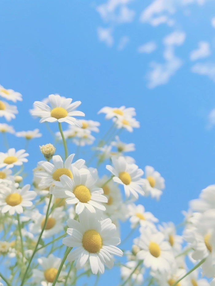 微风中轻舞的小雏菊天空中都充满诗意