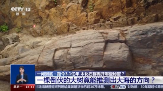 1亿年前的树木长啥样? ai复原带你看