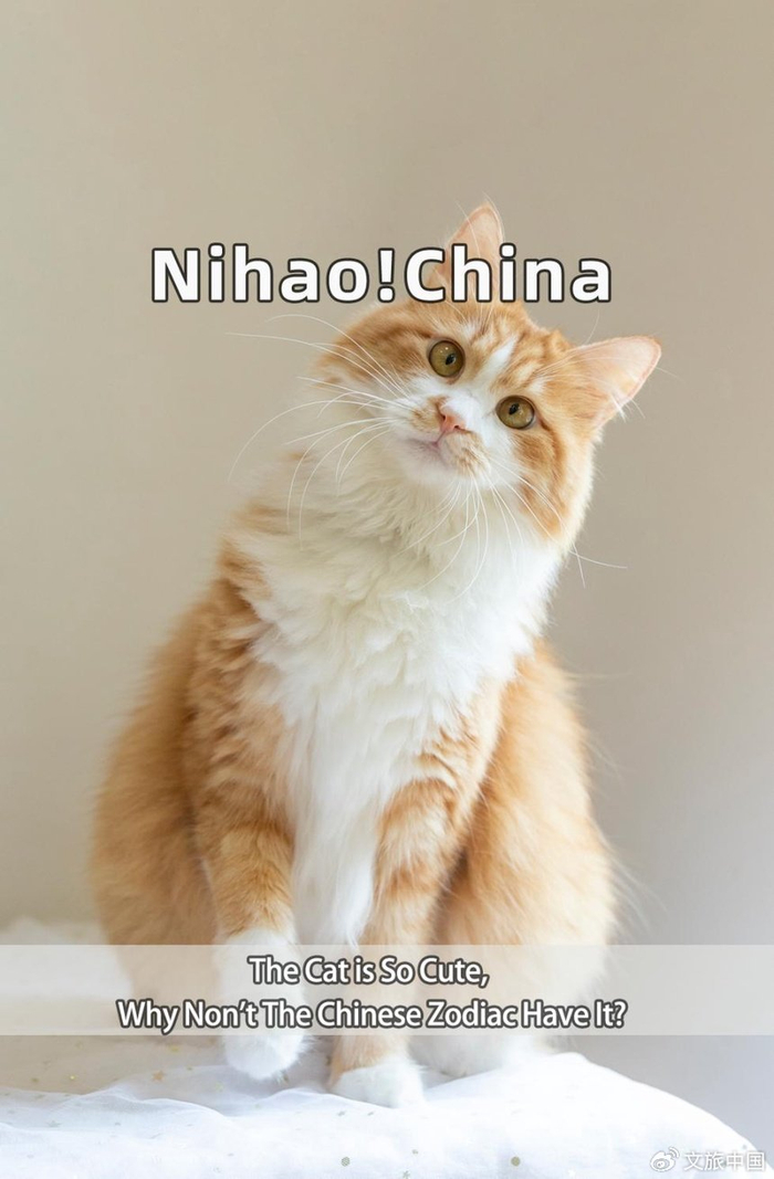 cat|中国|猫_新浪新闻