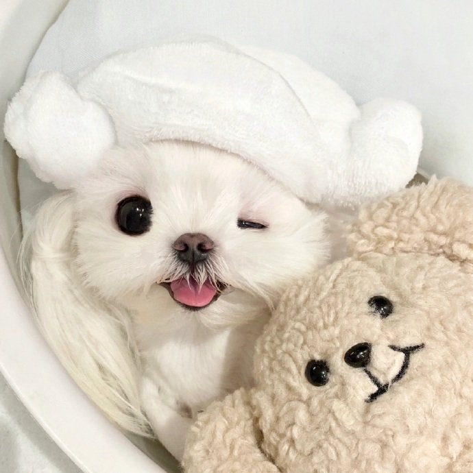 马尔济斯可爱头像