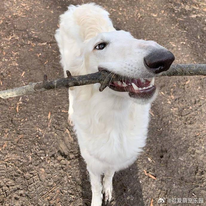 苏俄猎狼犬,有一张长度max的大脸,看上去像一个鞋拔子