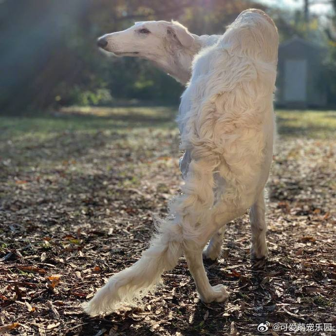 苏俄猎狼犬,有一张长度max的大脸,看上去像一个鞋拔子