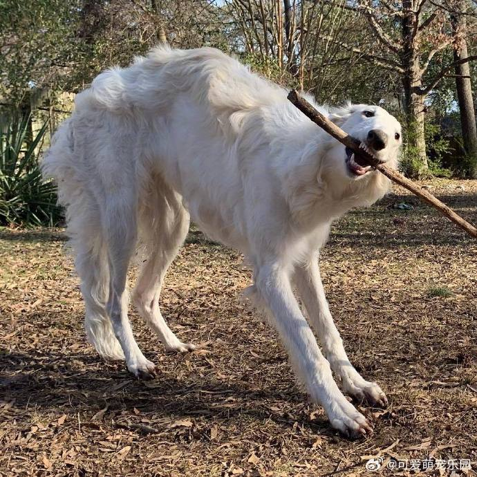 苏俄猎狼犬,有一张长度max的大脸,看上去像一个鞋拔子
