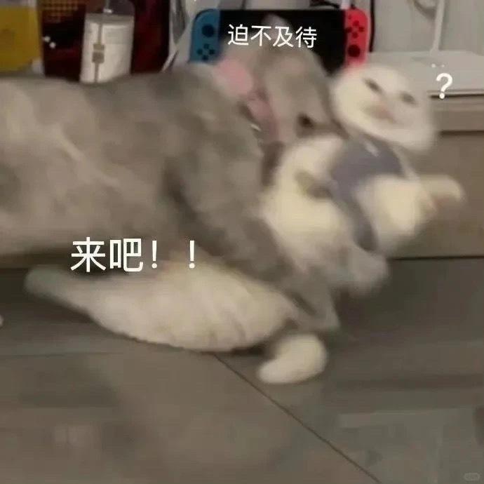 炖猫表情包图片