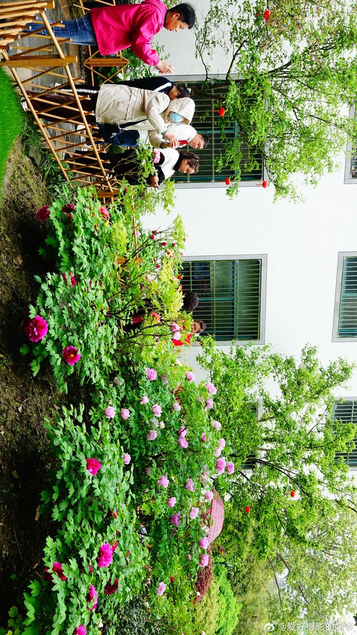 国色天香第十五届常州牡丹花展