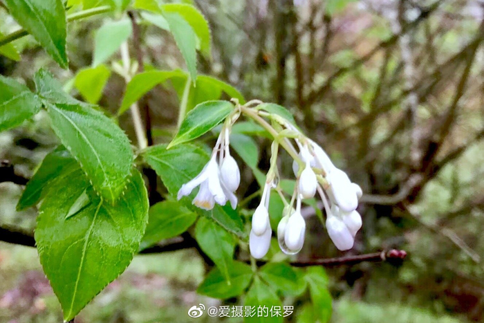 省沽油（别名：珍珠花）落叶灌木，枝条开展