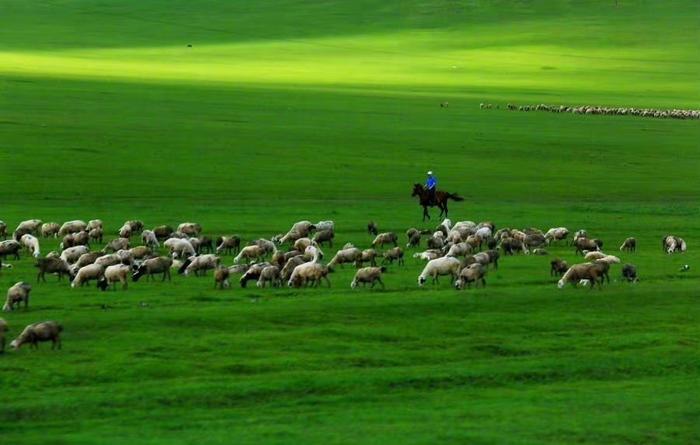 内蒙古,蓝天白云之下,一望无际的草原,成群的牛羊,奔腾的骏马和牧民挥