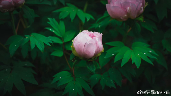 春意盎然的苏州留园