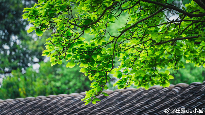 春意盎然的苏州留园