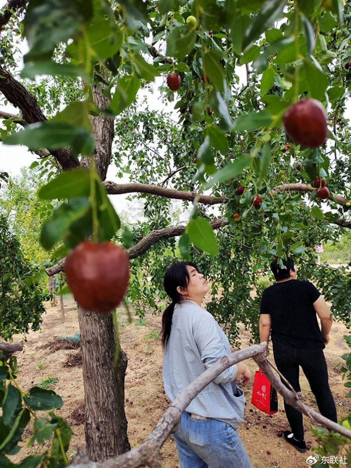 走进宁阳葛石镇"好运枣园",品尝地道的"不老枣"|宁阳|葛石镇|枣园