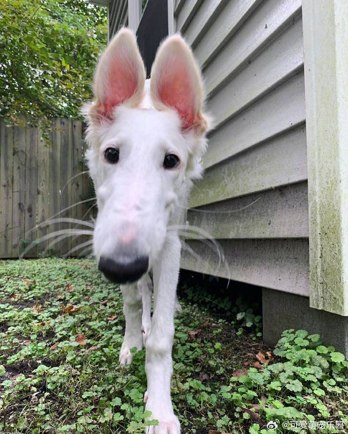 苏俄猎狼犬,有一张长度max的大脸,看上去像一个鞋拔子