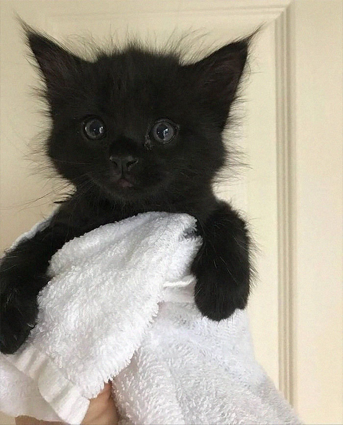 你喜欢黑色的猫吗?