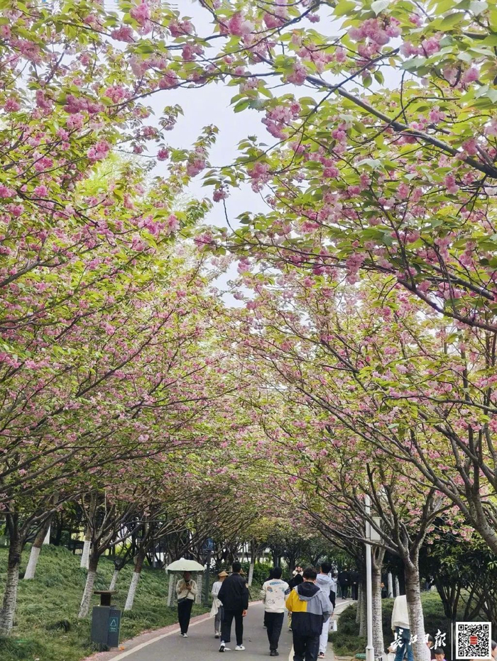 东湖樱园宣布明起闭园……别担心!