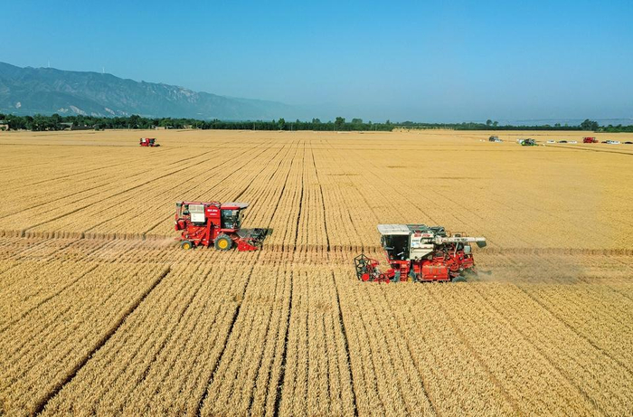 运城小麦"开镰"迎来丰收季|夏粮|颗粒归仓|运城_新浪新闻