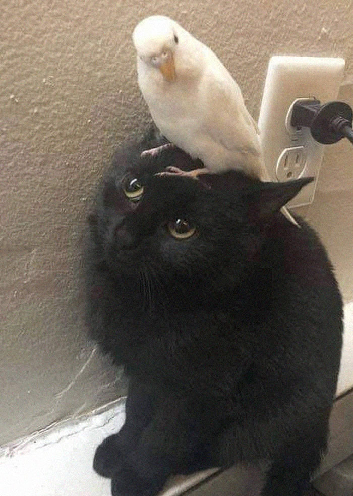 你喜欢黑色的猫吗?