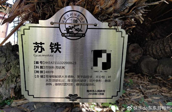 梅县围龙屋内发现2株480多岁苏铁每株100多平方米可能全国第一