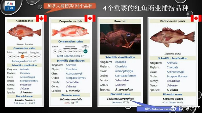 平鲉家族名鱼辈出:全球四大红鱼品种,加拿大独占三种!|日本|海鱼|生活|海桥|捕捞_新浪新闻