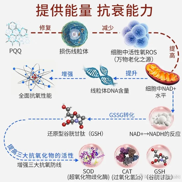 能量加速器:PQQ对线粒体的神奇作用