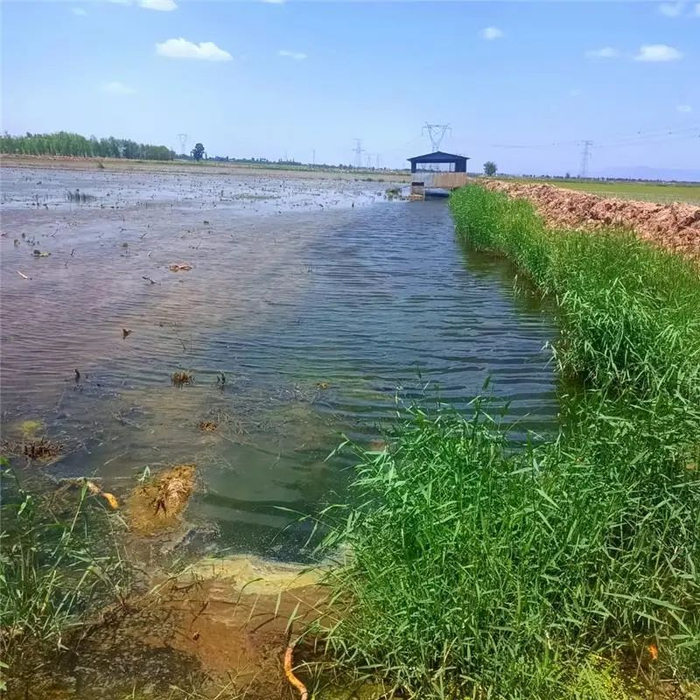 "唤醒"土默川盐碱地 包头说干就干!|盐碱地|土右旗|盐碱化_新浪新闻