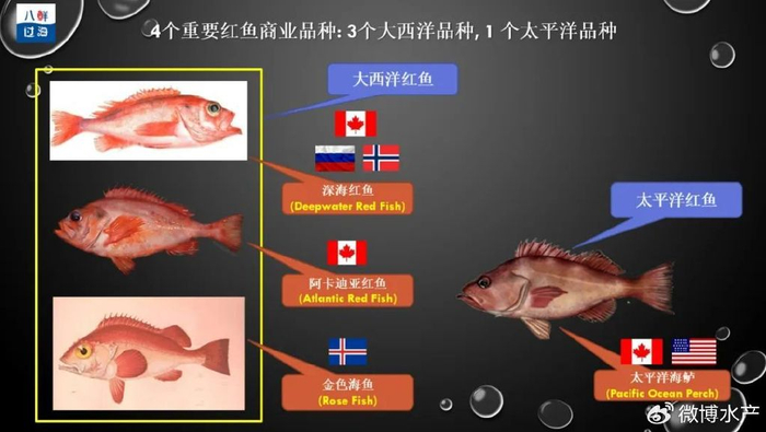 平鲉家族名鱼辈出:全球四大红鱼品种,加拿大独占三种!|日本|海鱼|生活|海桥|捕捞_新浪新闻