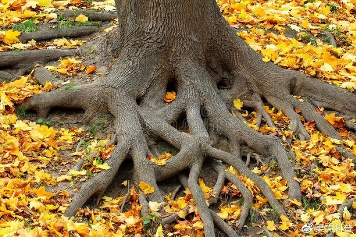 跨越物种的共生:从植物角度探究人类与植物之间的关系|地球|根系|养分|生态平衡|食物_新浪新闻