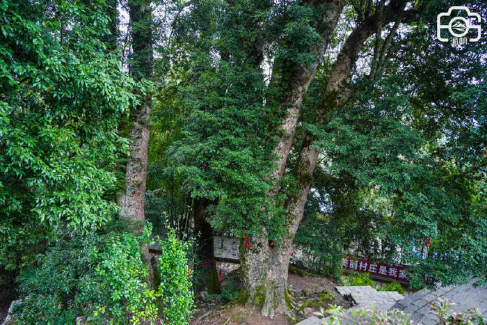 重庆发现世界最大的千年金丝楠木群,树王超1500年,你知道吗?|金丝楠木记|重庆市|酉阳|楠木湾|村民_新浪新闻