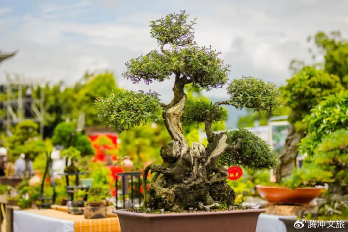 【网络中国节·端午】腾冲花市,随汉民族而来,于边地而兴