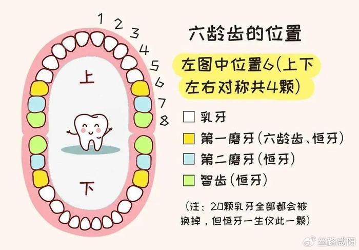 大牙是指哪颗牙图片图片