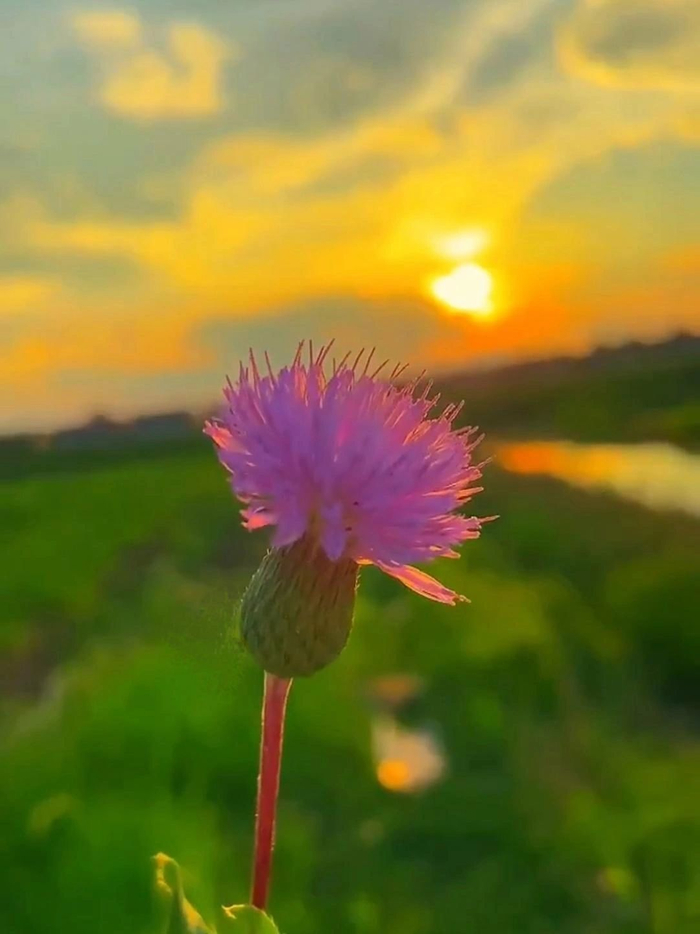 早安得而不喜失而不忧内心宁静则幸福常在
