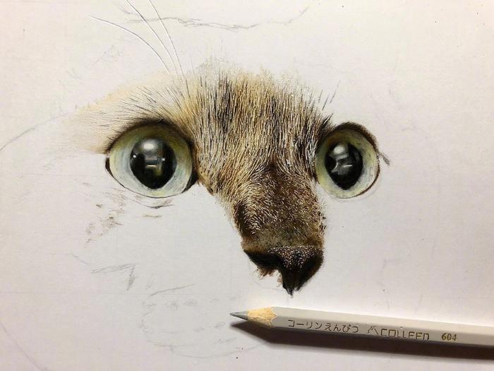 推主用色铅笔画猫，完成后太像了最后一张是模特儿本人