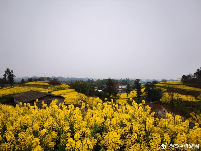 安州区秀水镇油菜花图片