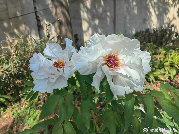 盛开的白牡丹花