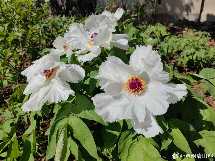 盛开的白牡丹花__财经头条