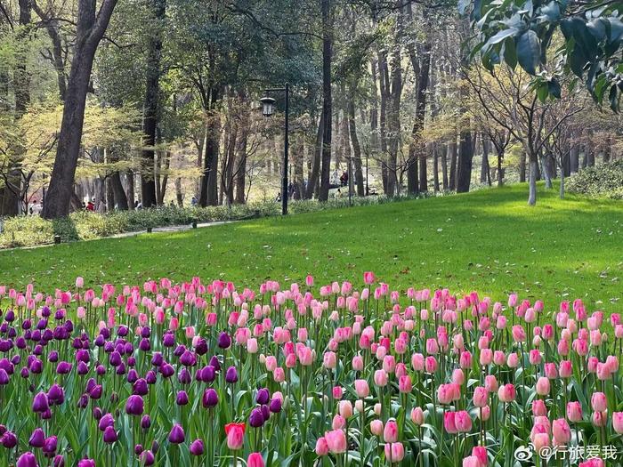 郁见春天93 最是一年春好处 杭州太子湾公园的郁金香如期而至 还不
