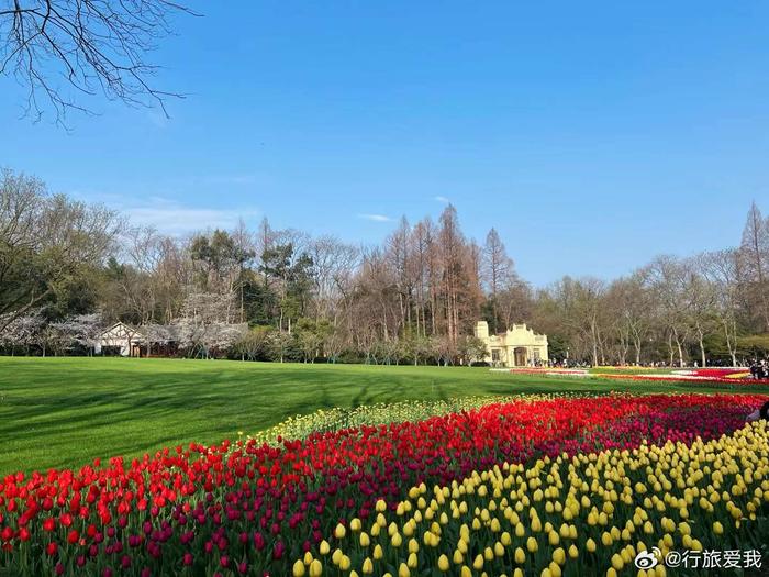 郁见春天93 最是一年春好处 杭州太子湾公园的郁金香如期而至 还不