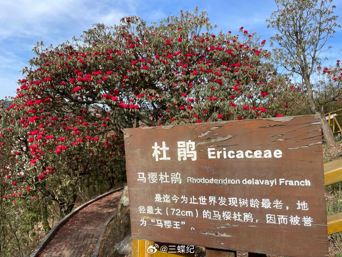 见到了杜鹃王花