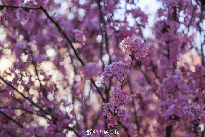海棠花绚烂绽放好惊艳