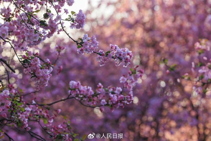 海棠花绚烂绽放好惊艳