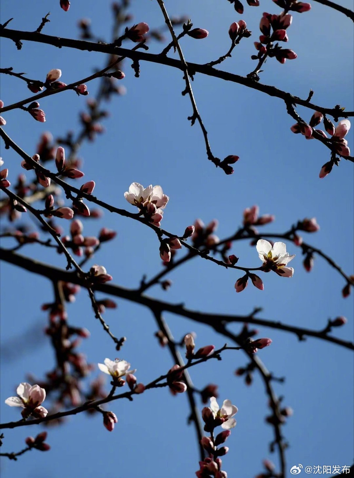 春风笑开颜!沈城桃花嫣然初放