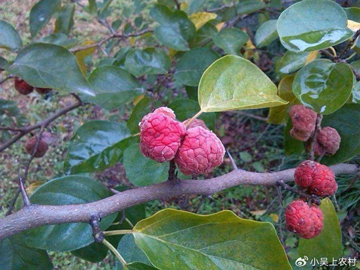 长刺的柘树看到都怕,果实像荔枝儿时当零食吃,有哪些作用与价值__财经头条__新浪财经