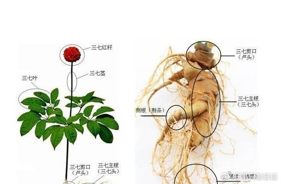 血瘀体质的人，非常适合每天服用三七粉？听听医生怎么说
