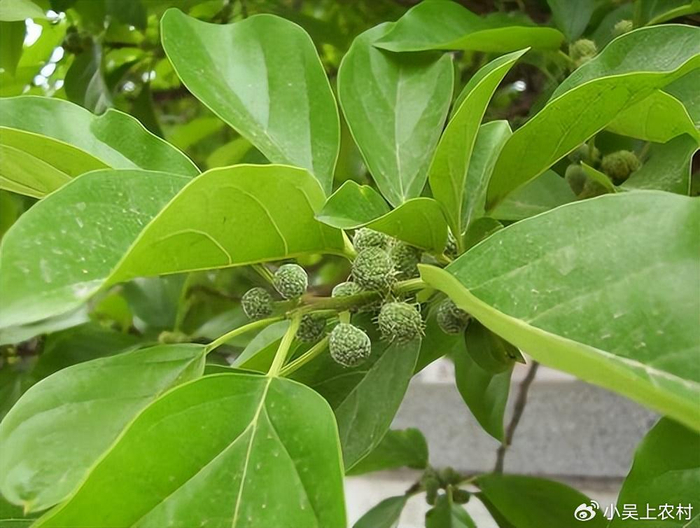长刺的柘树看到都怕,果实像荔枝儿时当零食吃,有哪些作用与价值__财经头条__新浪财经