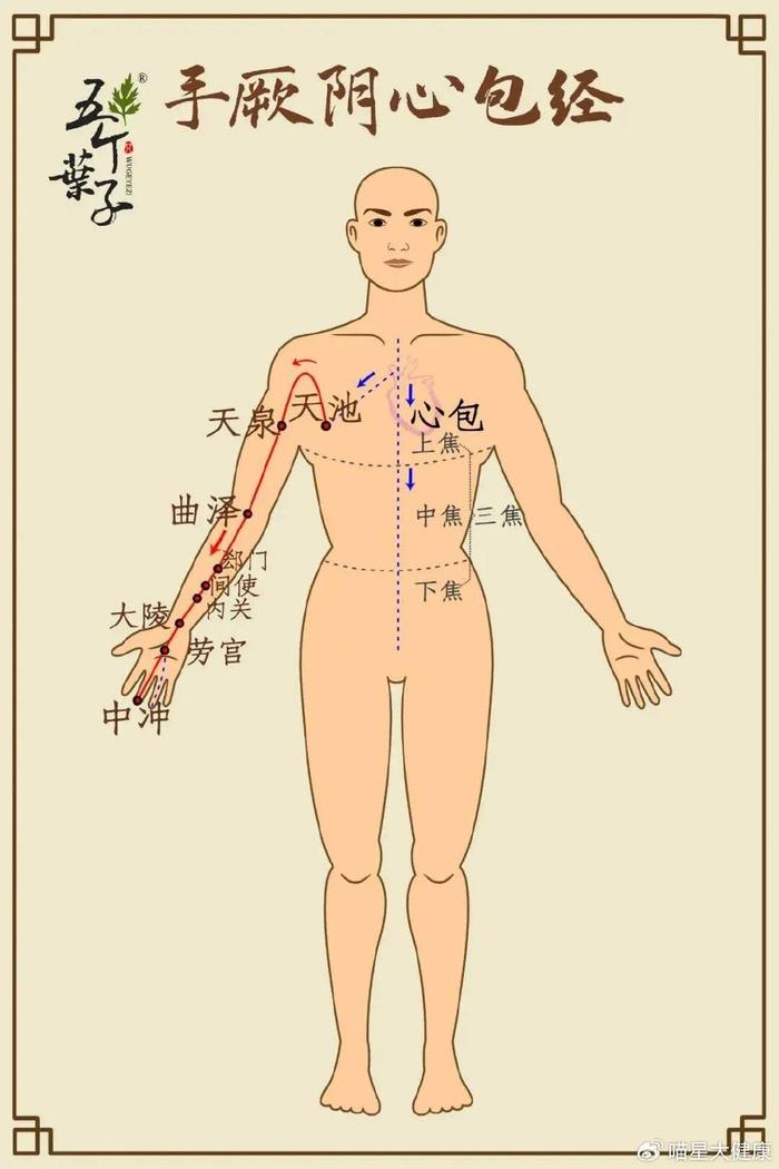 肺经后背位置图片