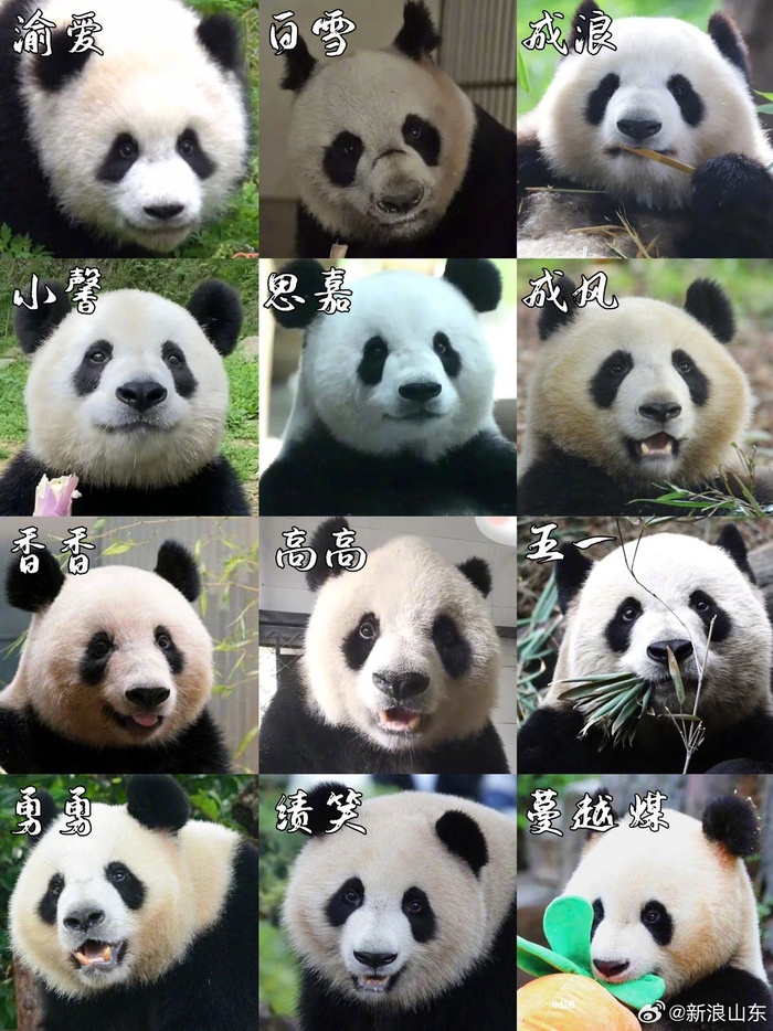 你已经被熊猫家族包围了 !__财经头条