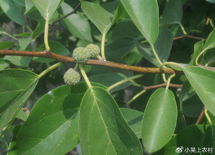 长刺的柘树看到都怕,果实像荔枝儿时当零食吃,有哪些作用与价值__财经头条__新浪财经